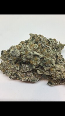 AP_Nug Pic 2