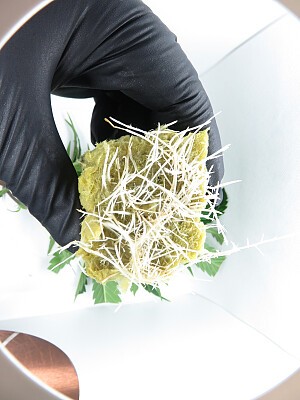 general root crossings