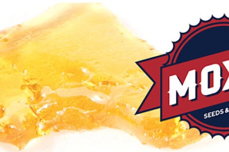 20% off Moxie Goji DC Shatter Banner