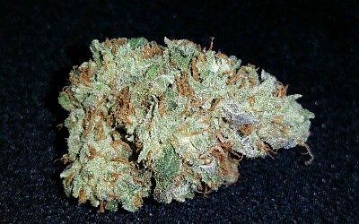 White-Widow-bud1