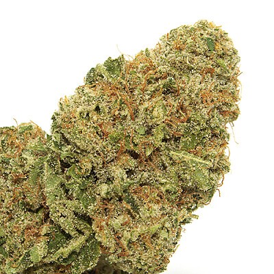 Indoor Kosher Tangie2