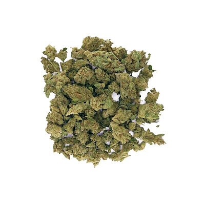 Cinderella 99 Feminized Seeds - Pacific Seed Bank