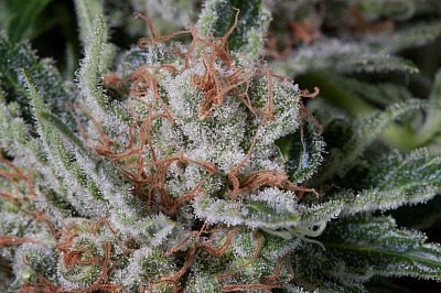 Moby Dick_Pic