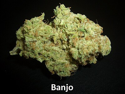 Banjo - 1