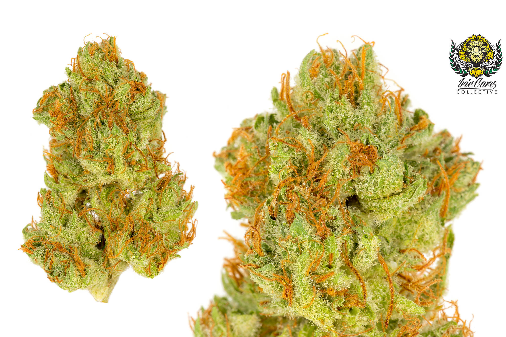 Buy Starburst O.G. (FIRE OG X PRE 98 BUBBA KUSH)EXOTIC Online | greenrush  Delivery